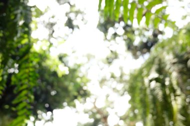 Bulanık doğa arka planı Bokeh Ormanı yaprağının bulanıklığı.