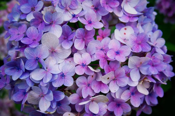 Closeup of Hortensia flower, Hydrangea macrophylla flower backgr