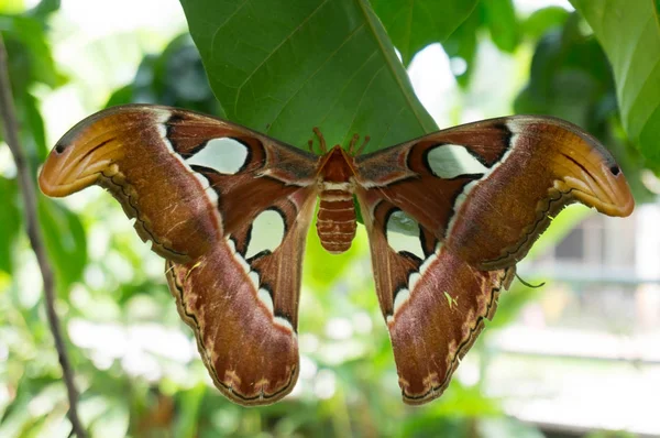 Grande Borboleta Atlas Traça Attacus Atlas Segurando Folhas — Fotografia de Stock