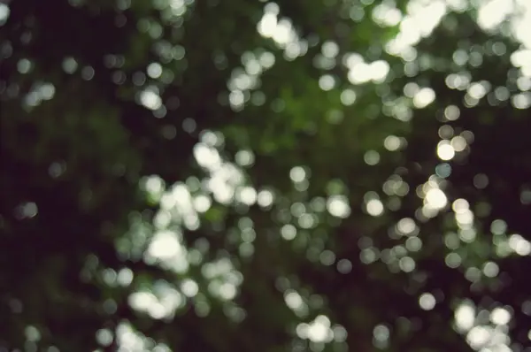 美しい自然緑の木の森の背景のぼやけている コピースペースで — ストック写真