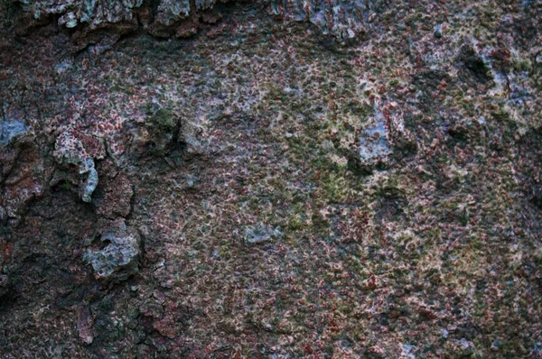 Vecchio Legno Naturale Squallido Albero Corteccia Texture Uso Come Sfondo — Foto Stock
