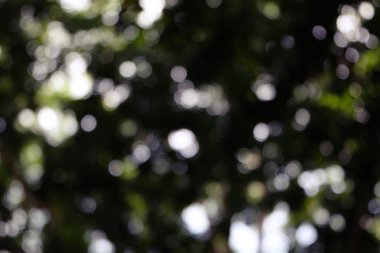 Bokeh Ormanı 'nın arka plan bulanıklığı. bahçe ve güneş ışığına sahip park, perspektifli arka plan için kullan