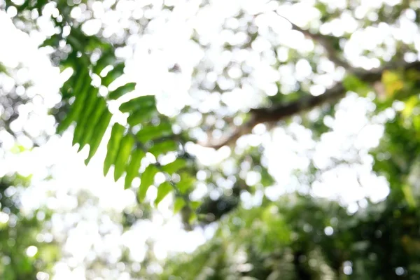 Bokeh Ormanı Nın Arka Plan Bulanıklığı Bahçe Güneş Işığına Sahip — Stok fotoğraf