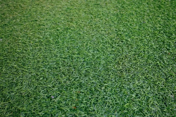 Поле Свіжої Зеленої Текстури Газонної Трави Природний Фон — стокове фото