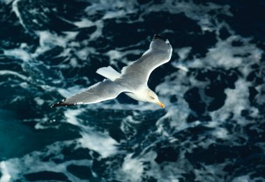 Martı deniz dalgalarının arka planına doğru uçarken yakın plan çekimde..