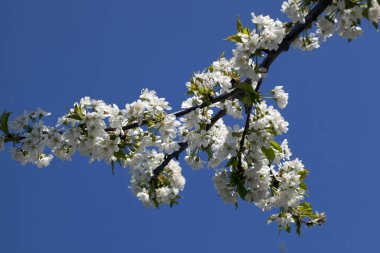 Kiraz çiçekleri ağaçta açar ve bir arı mavi gökyüzüne karşı bir bahçede arı poleni toplar..