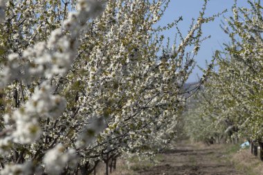 Kiraz çiçekleri ağaçta açar ve bir arı mavi gökyüzüne karşı bir bahçede arı poleni toplar..