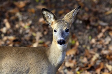 Bakışlarıyla vahşi doğada genç bir yumurta geyiği.