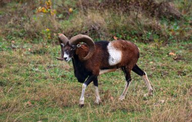 Mouflon Avrupalı vahşi doğada.