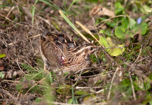 Quail wild bird for hunting in natural environment