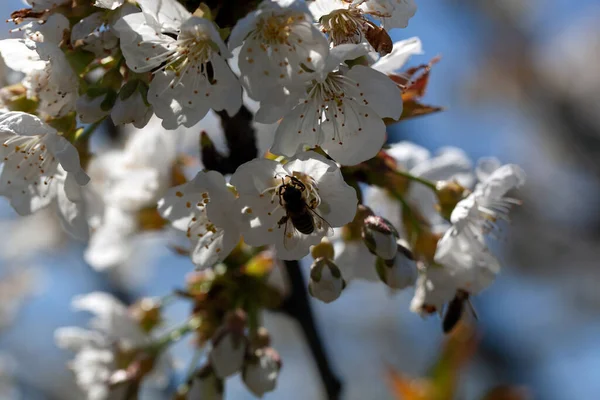 Ανθός Κερασιάς Και Γύρη Μελισσών Συλλογή Έναν Κήπο Μπλε Φόντο Royalty Free Εικόνες Αρχείου