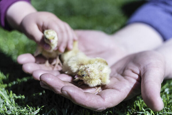 Little chicks in the hands of a woman with hand of a baby