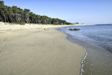 Deniz ve plaj Vieste, Puglia, İtalya ile güzel defne