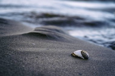 Kumsalda deniz kabuğu