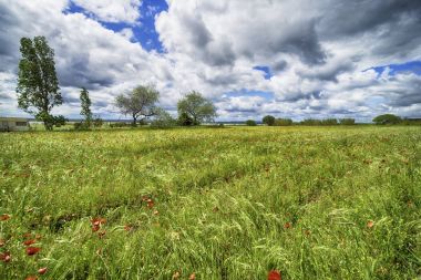 ağaçlar ve mavi gökyüzü güzel haşhaş alanla