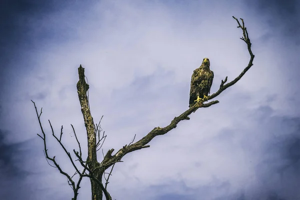 Krásný hawk na větev pod modrou oblohou Stock Snímky