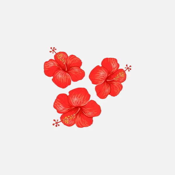 Illustration d'un hibiscus — Image vectorielle