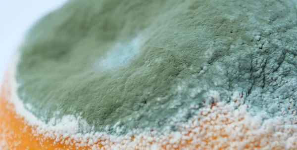 Mold fungi on an Orange close-up