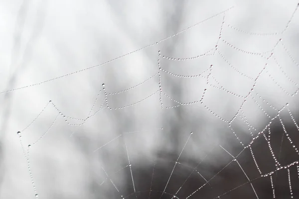 Telaraña Con Rocío Cae Sobre Fondo Del Cielo — Foto de Stock