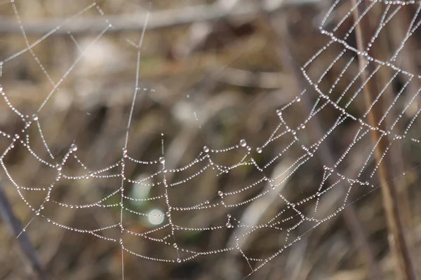 有露珠的蜘蛛网 落在有干草的斜坡上 — 图库照片