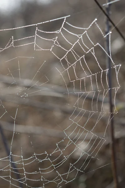 Telaraña Con Gotas Rocío Fondo Una Pendiente Con Hierba Seca — Foto de Stock