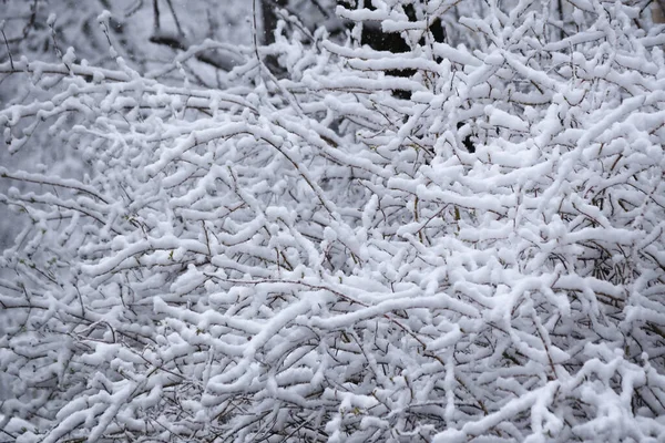 Interweaving Snowy Branches Park — Stock Photo, Image