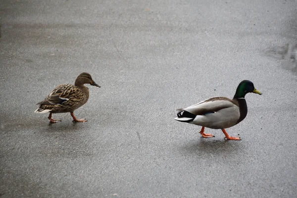 Two Mallards Duck Drake Walk Asphalt — Stock Photo, Image