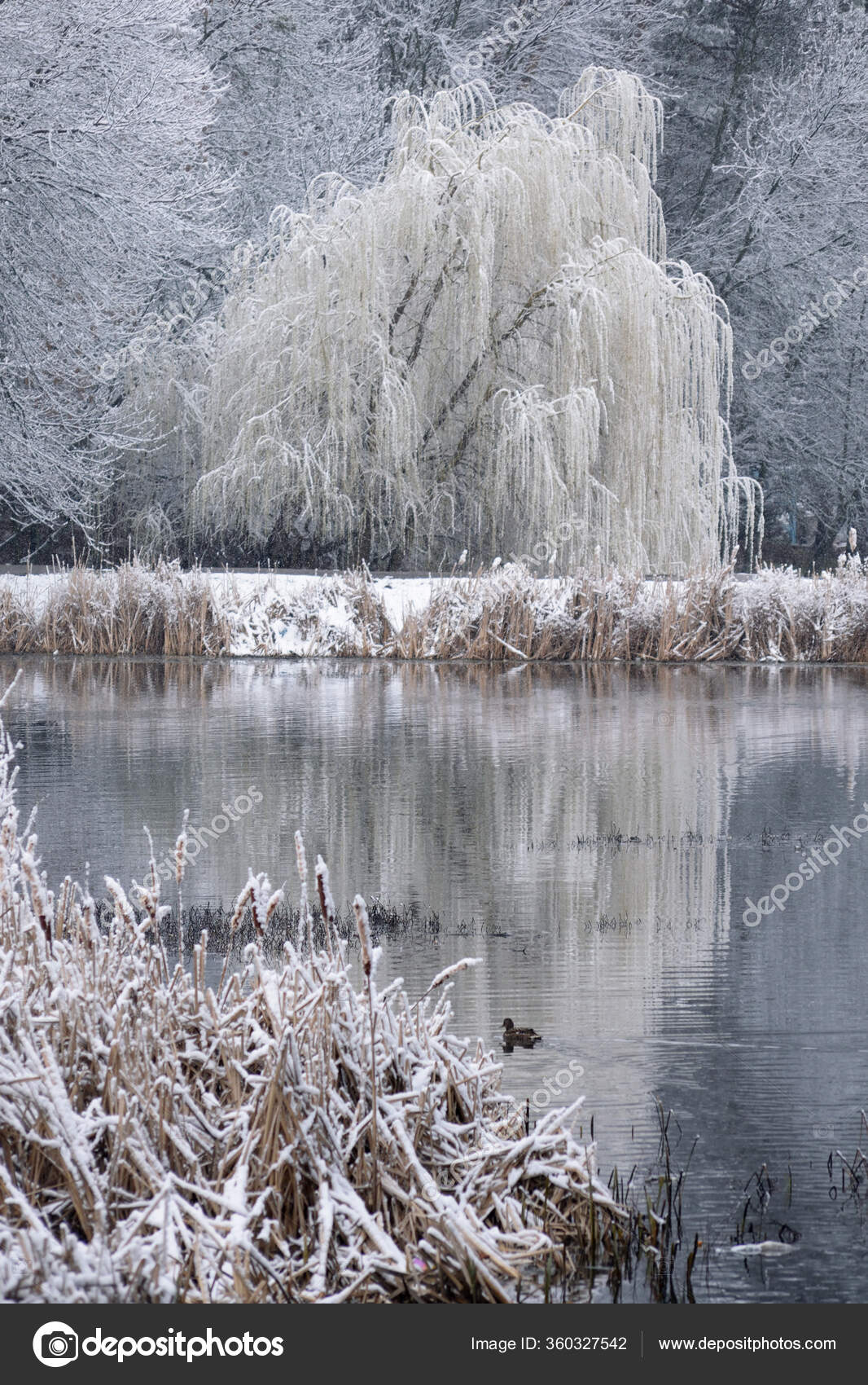 Sauces Llorones Otros Árboles Orilla Del Lago Que Está Enmarcado