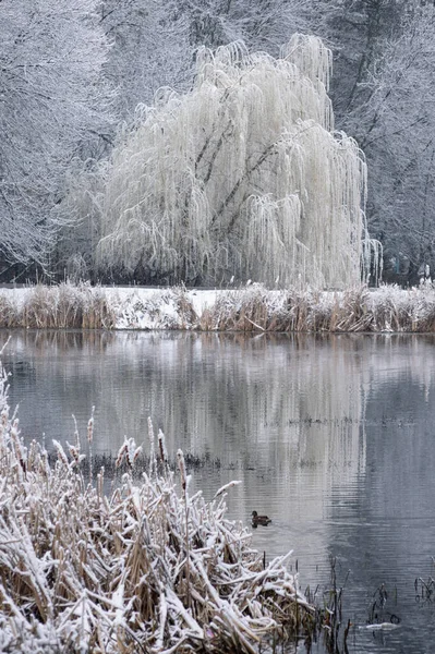 Weeping Willows Other Trees Shore Lake Which Framed Dry Reeds Stock Picture