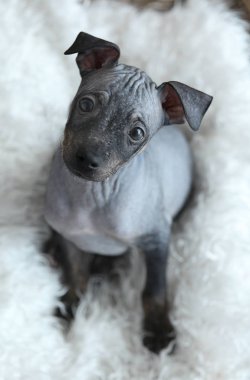 o köpek Amerikan tüysüz Terrier yavrusu