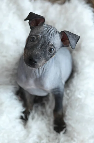 Il chiot de American hairless Terrier — Photo