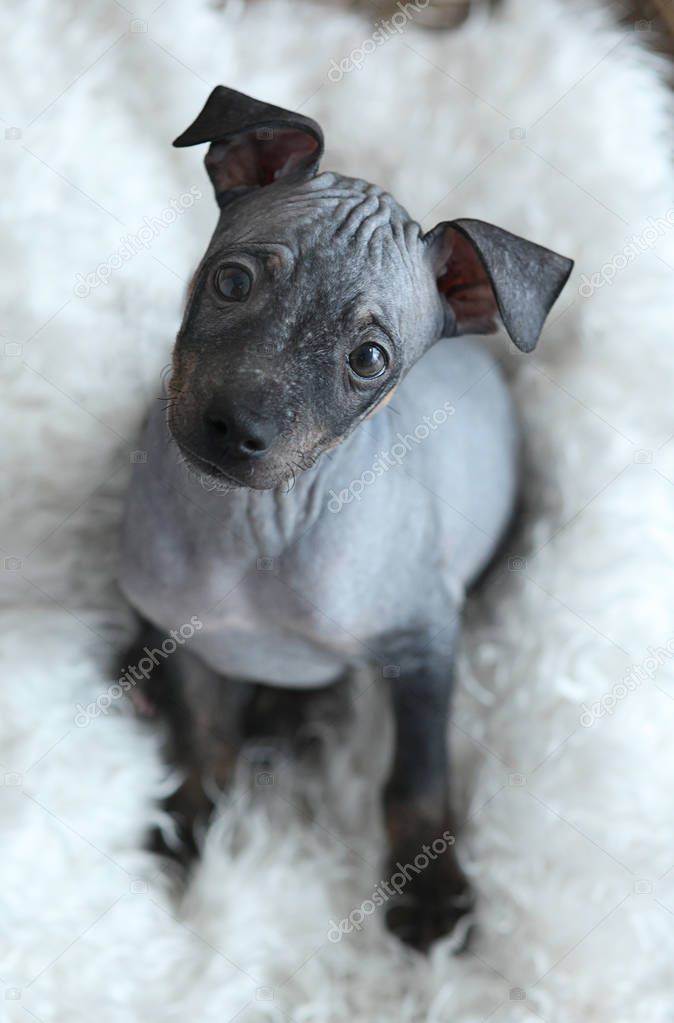 he puppy of American hairless Terrier