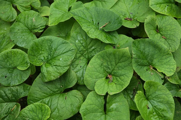 Manhã Cedo Orvalho Nas Folhas Verdes — Fotografia de Stock