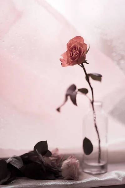 Piękna Różowa Róża Szklanej Butelce Stoi Parapecie Tle Zamglonego Okna — Zdjęcie stockowe
