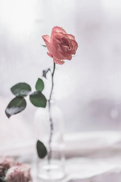 Uma Bela Rosa Rosa Uma Garrafa Vidro Fica Peitoril Janela — Fotografia de Stock