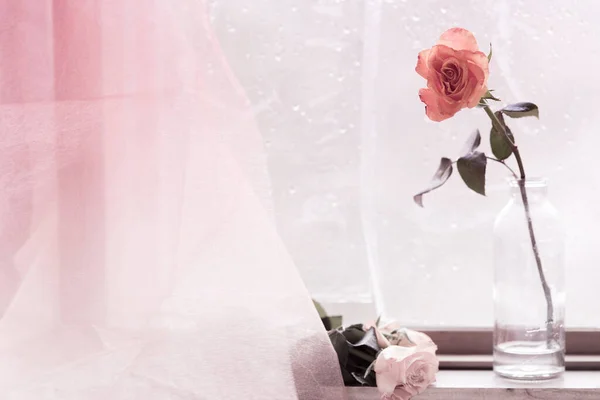 A beautiful pink rose, in a glass bottle, stands on the windowsill, against the background of a fogged window, three white roses lie below