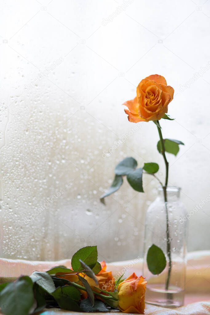 A beautiful orange rose, in a glass bottle , stands on the windowsill , against the background of a fogged window, three orange roses lie at the bottom