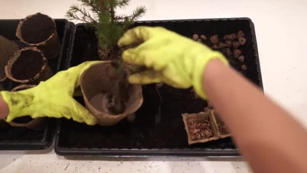 Plantando Una Planta Una Olla Turba Las Manos Las Mujeres — Vídeo de stock