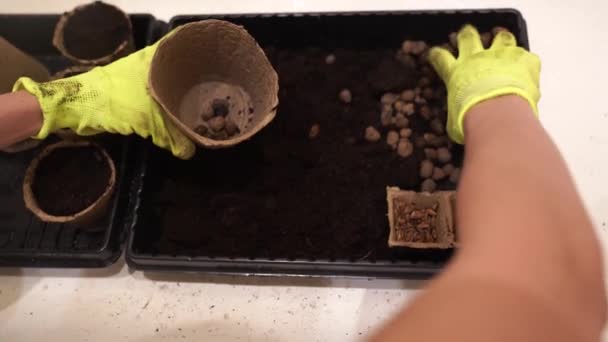 Φύτευση Ενός Φυτού Ένα Δοχείο Τύρφης Χέρια Πρώτα Βάζουν Πέτρες — Αρχείο Βίντεο