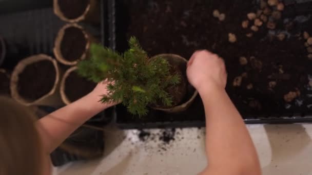Uma Menina Transplante Uma Árvore Natal Uma Panela Maior Turfa — Vídeo de Stock