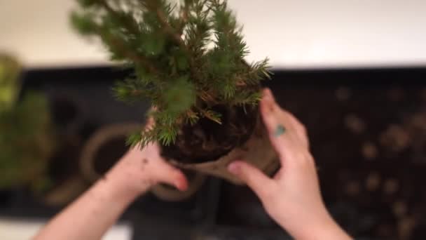 一个小女孩帮助把这棵树移植到一个更大的罐子里 然后把它放到她的手里 — 图库视频影像