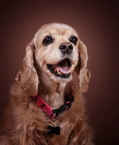 Chien Est Léger Cocker Spaniel Est Assis Sur Fond Beige — Photo