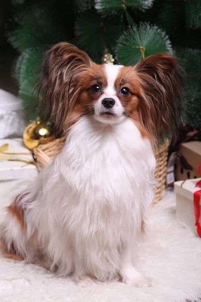 Perro Papillon Sienta Mira Cámara Sobre Fondo Del Árbol Navidad — Foto de Stock