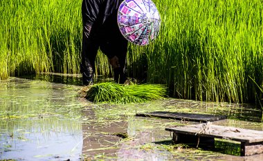 Çiftçi pirinç çiftçiler pirinç büyümek, pulluk