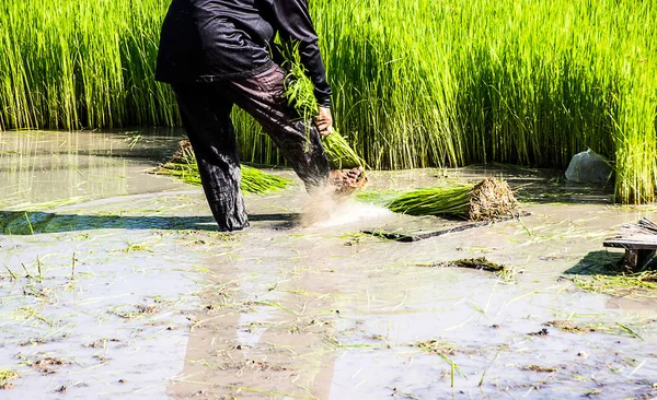 Сільгоспвиробники рису вирощують рис, плуг — стокове фото