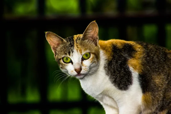 Cat sitting on the back of the car — Stock Photo, Image