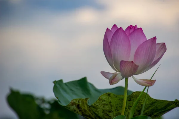 Il loto rosa nel loto ha foglie verdi . — Foto Stock