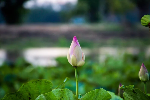 Il loto rosa nel loto ha foglie verdi . — Foto Stock