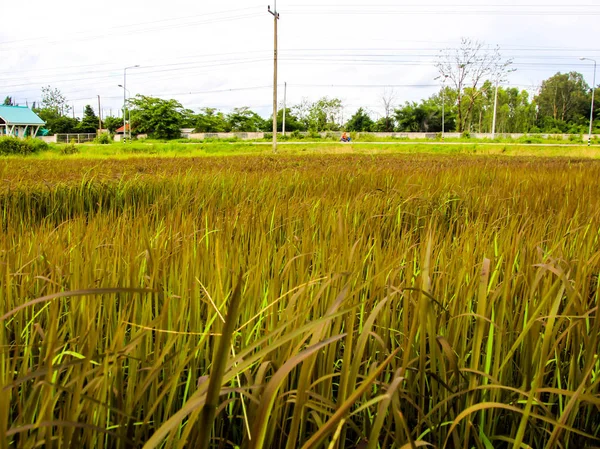 Champ vert, fond de riz noir — Photo