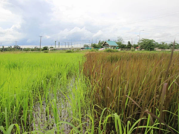 Zielone pola, Czarny ryż tło — Zdjęcie stockowe
